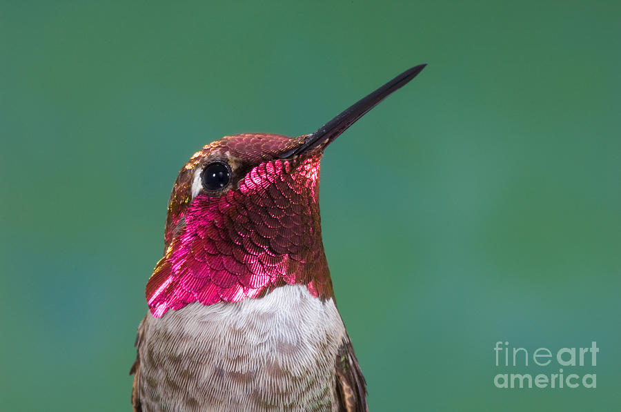 Wildlife Photograph - Annas Hummingbird by Anthony Mercieca