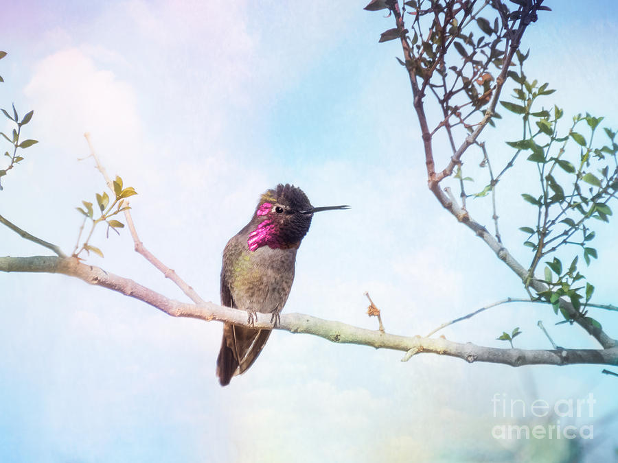 Annas Hummingbird Art Photograph by Marianne Jensen