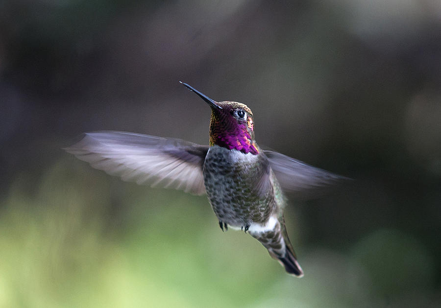 Annas Hummingbird Photograph by Betty Depee