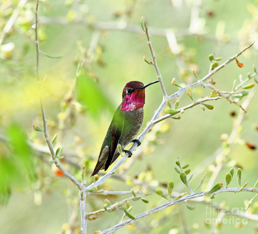 Annas Hummingbird Photograph by Butch Lombardi