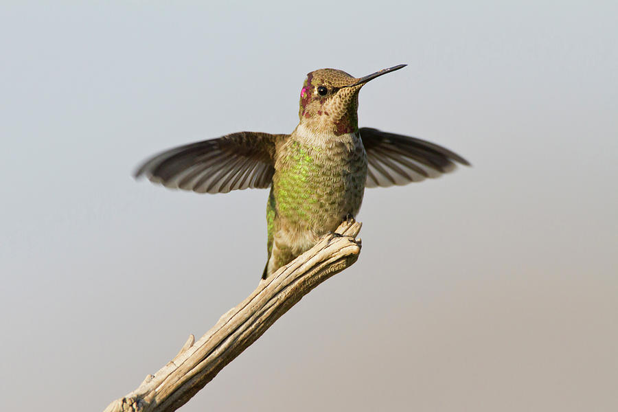 Fall Photograph - Annas Hummingbird (calypte Anna by Larry Ditto