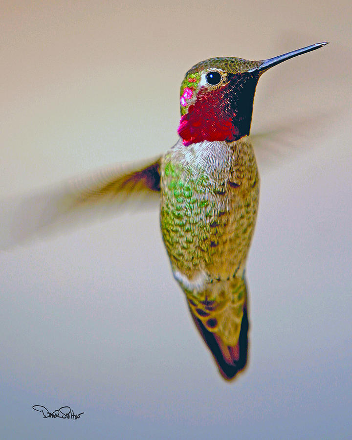 Annas Hummingbird Photograph by David Salter