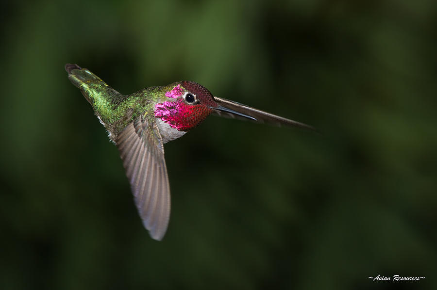 Annas Hummingbird Dive Photograph by Avian Resources
