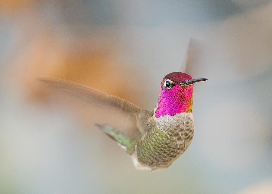 Birds Photograph - Annas Hummingbird by Doug Herr Birds Photograph - Annas Hummingbird by Doug Herr