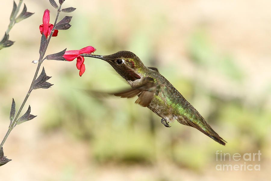 Annas Hummingbird Feeding Photograph by Butch Lombardi