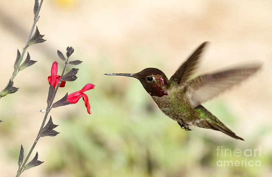 Annas Hummingbird Feeding II Photograph by Butch Lombardi