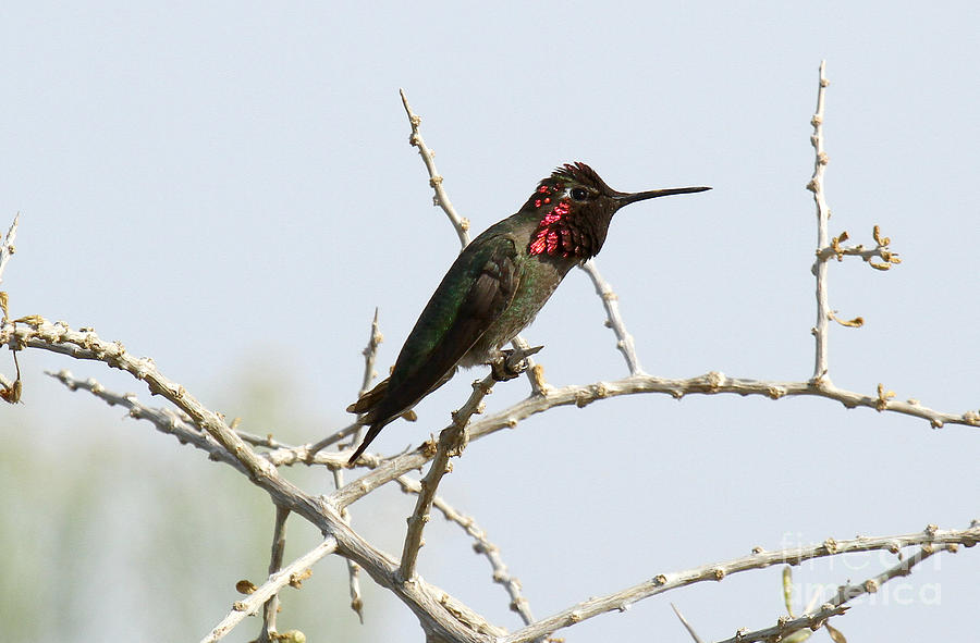 Annas Hummingbird II Photograph by Butch Lombardi