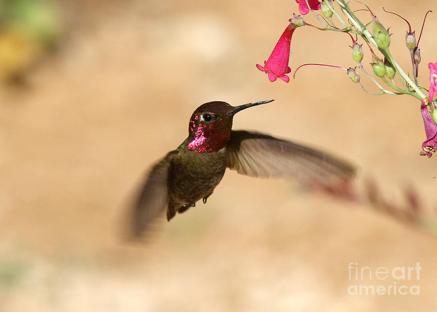 Annas Hummingbird IV Photograph by Butch Lombardi