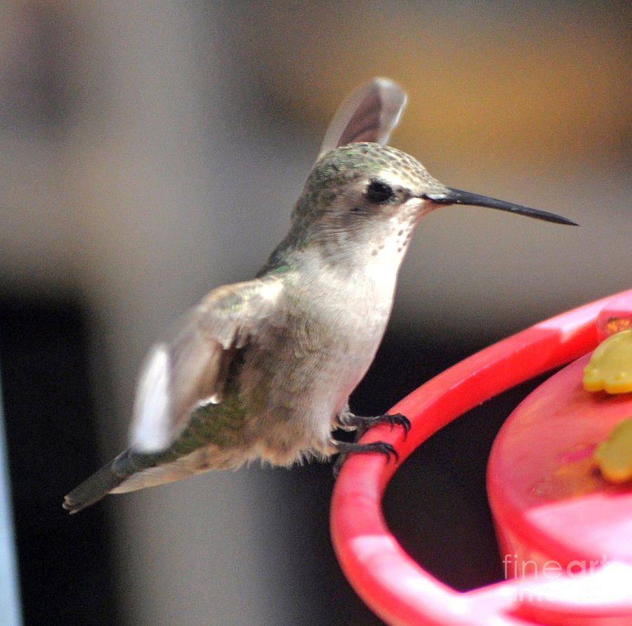 Hummingbird Photograph - Annas Hummingbird Landing On Feeder by Jay Milo