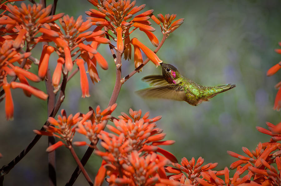 Annas Hummingbird Photograph by Linda Villers