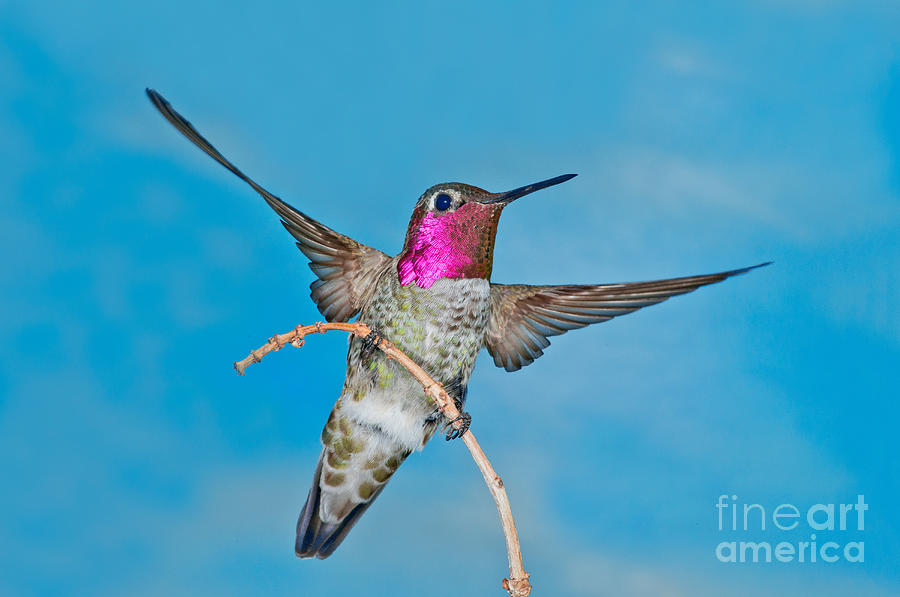 Annas Hummingbird Male Photograph by Anthony Mercieca