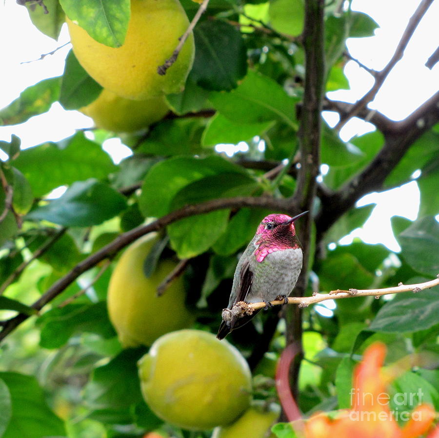 Annas Hummingbird Photograph by Marilyn Smith