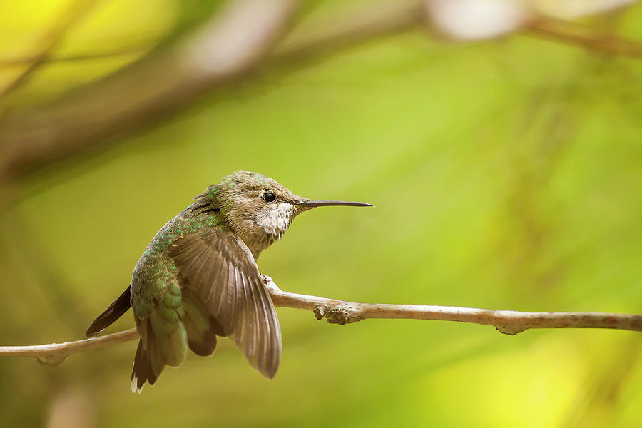 Tree Photograph - Annas Hummingbird by Michael Qualls