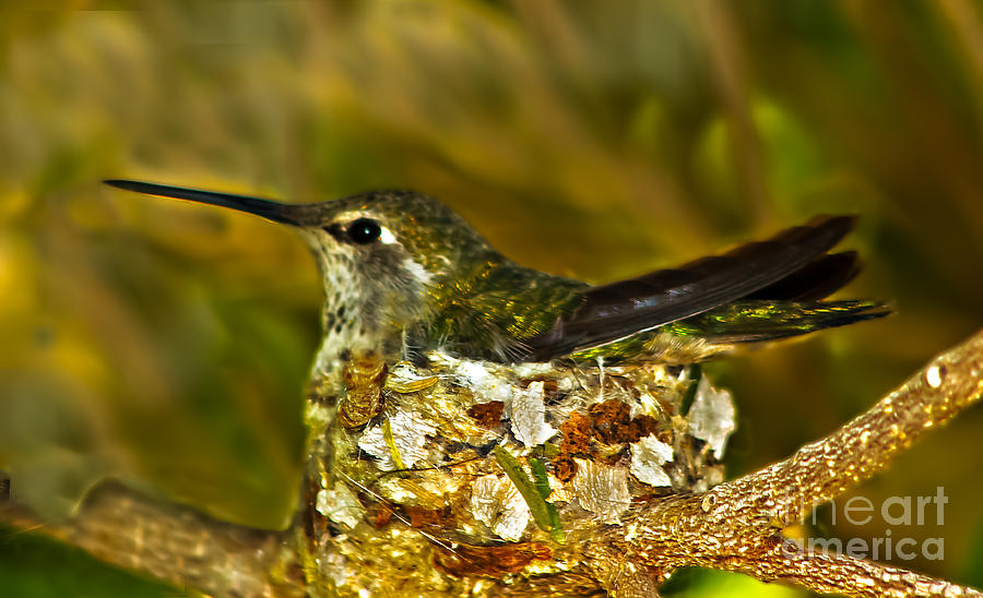 Annas Hummingbird Nesting Photograph by Robert Bales