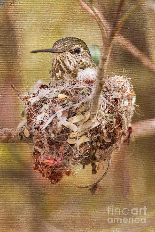 Annas Hummingbird on Nest Photograph by Marianne Jensen