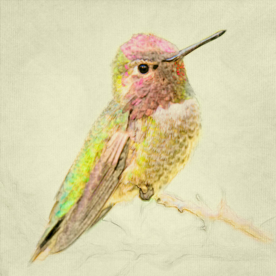 Annas Hummingbird Print Photograph by Evelyn Harrison