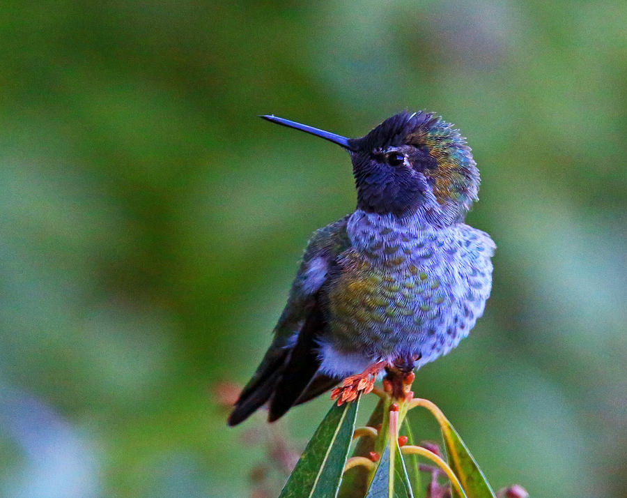 Annas Hummingbird Photograph by Randy Hall
