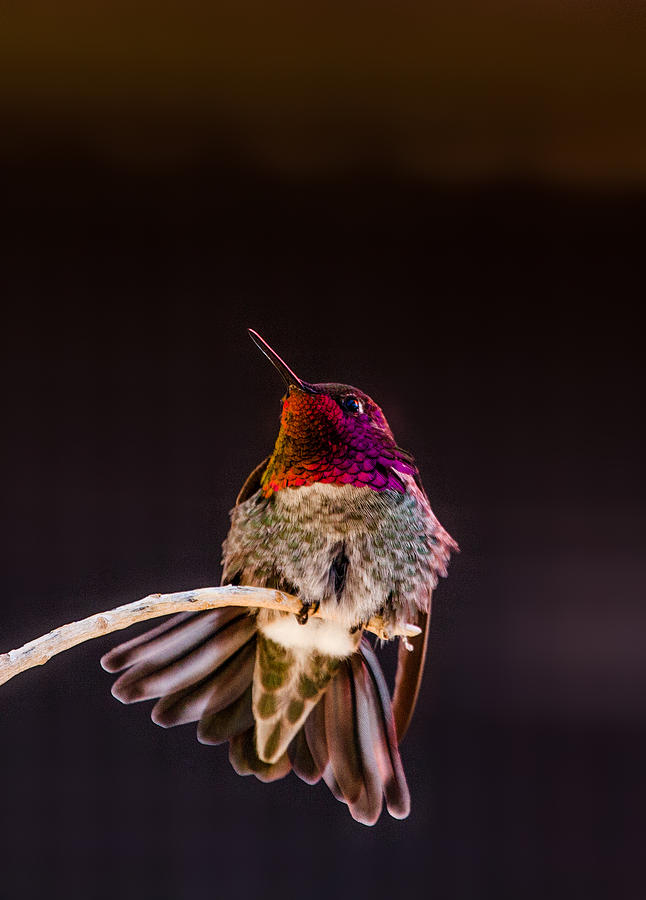 Annas hummingbird Photograph by Rob Travis