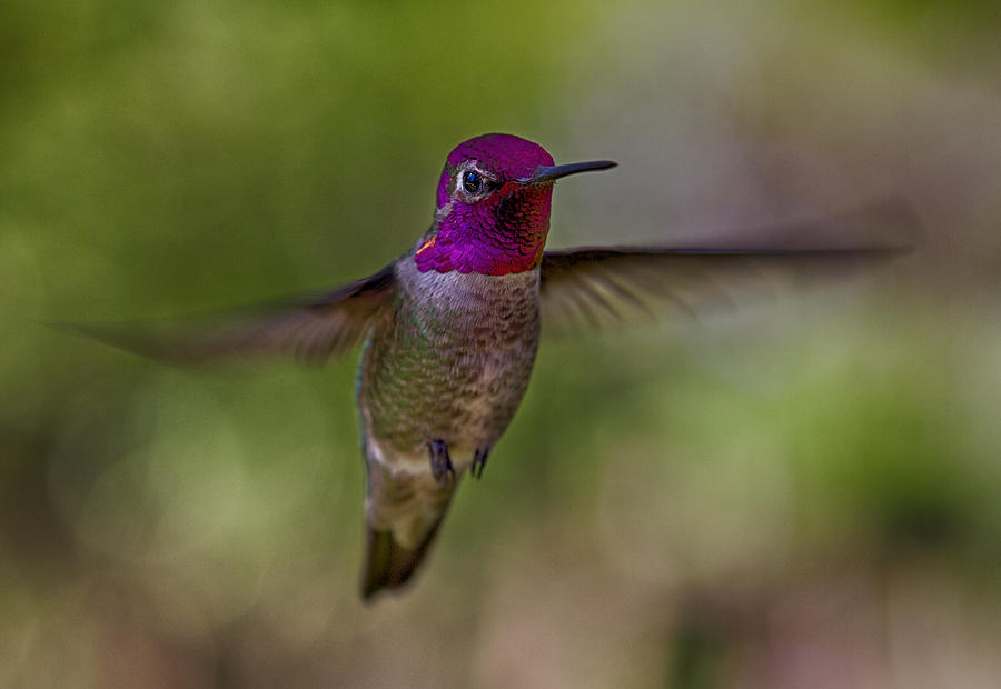 Annas Hummingbird Photograph by Robert Woodward