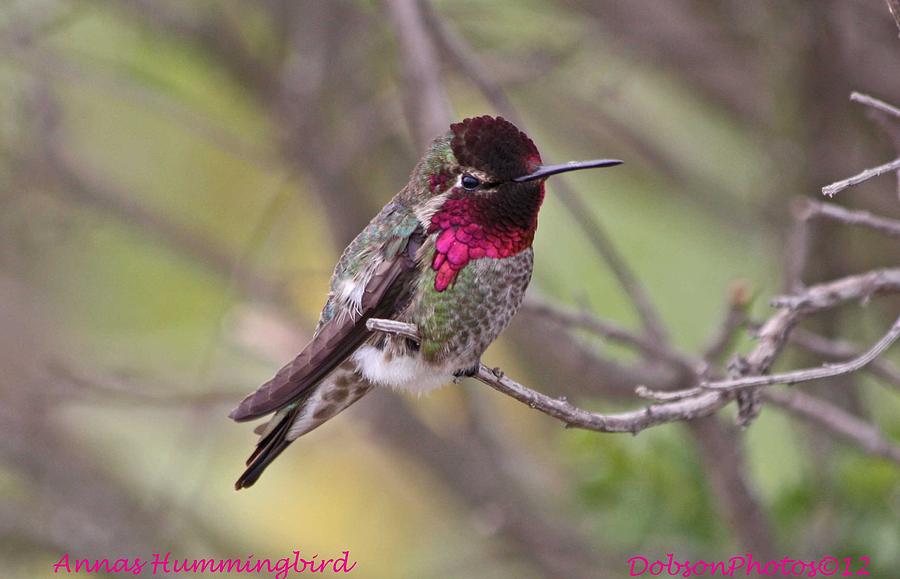 Hummingbird Photograph - Annas Hummingbird by Stacey Hampton