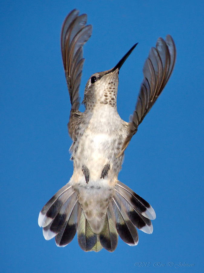 Nature Photograph - Annas Hummingbird Tail Display by Ron D Johnson