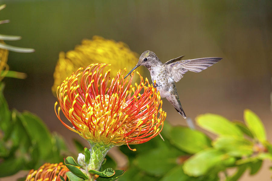 America Photograph - Annas Hummingbird by Tom Norring America Photograph - Annas Hummingbird by Tom Norring