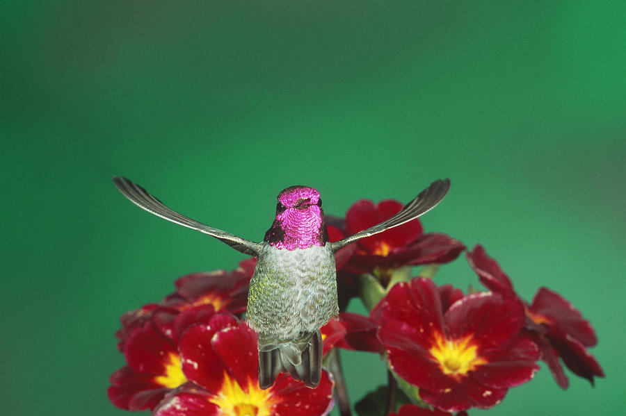 Annas Hummingbird Visiting Primrose Photograph by Gerald C. Kelley