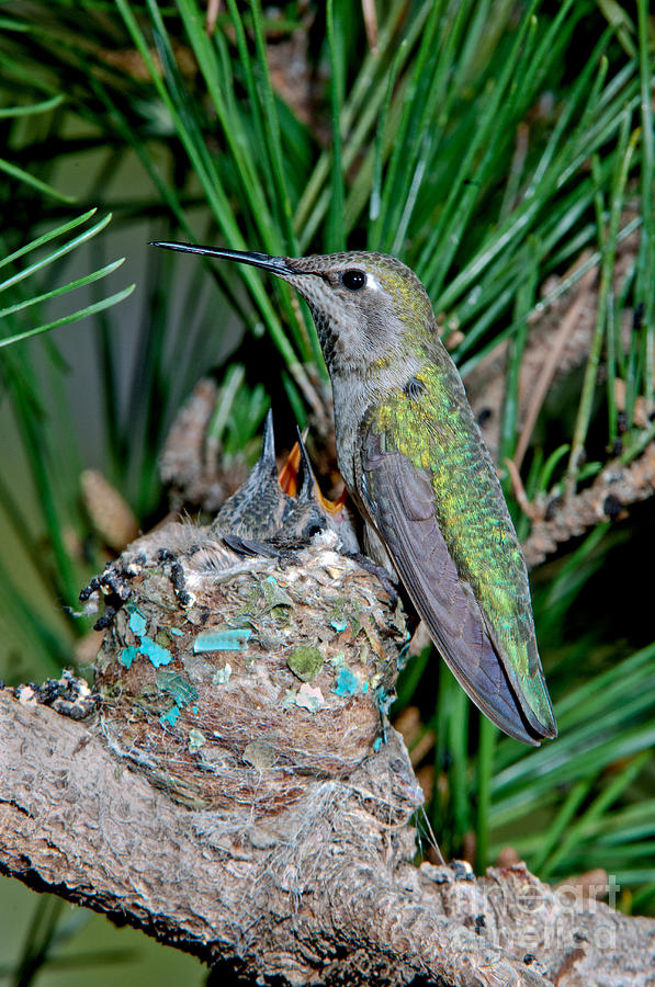 Annas Hummingbird With Young Photograph by Anthony Mercieca