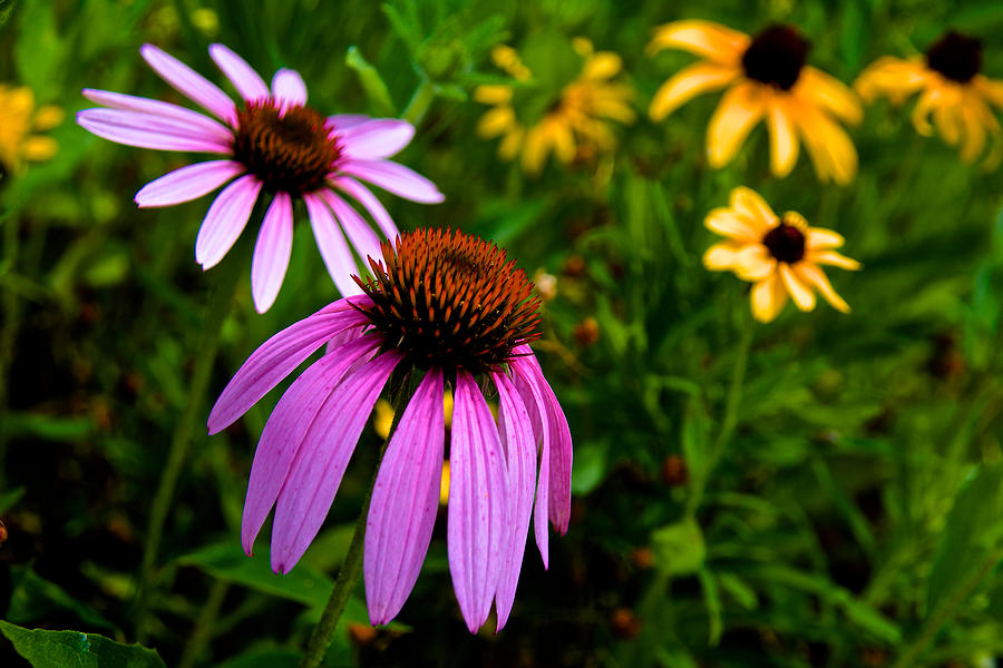 Annes Wildflowers I Photograph by Kathi Isserman