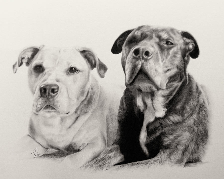 Dog Drawing - Annie and Bear by Patrick Entenmann