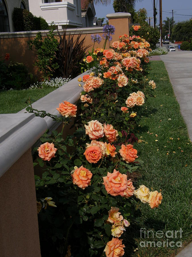 Annies Roses Photograph by Bev Conover