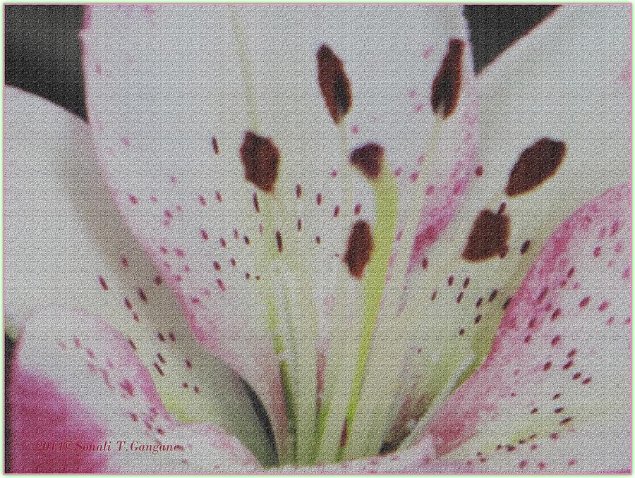 Lily Photograph - Anniversary flower by Sonali Gangane