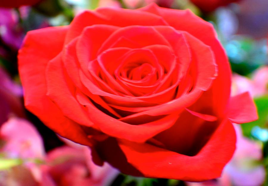 Anniversary Rose Photograph by Jody Lane
