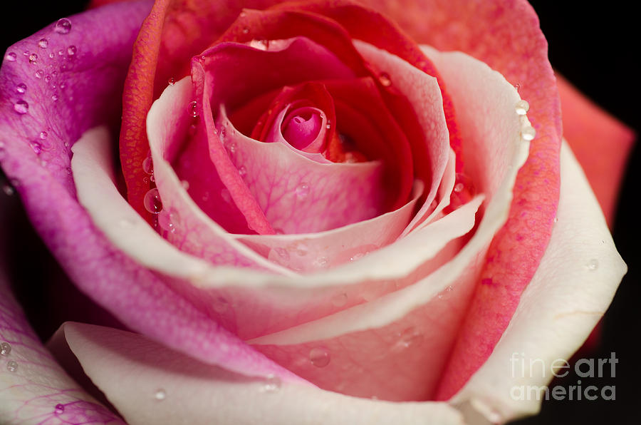 Anniversary Rose Photograph by Jonas Luis