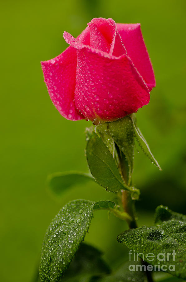 Spring Photograph - Anniversary Rose by Nick Boren