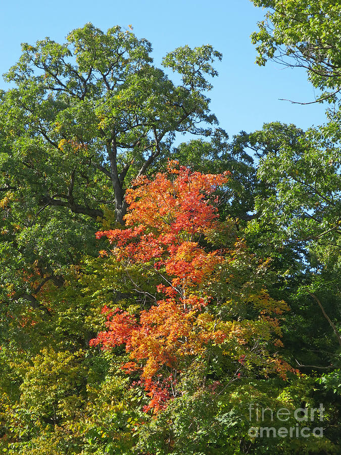 Announcing Autumn Photograph by Ann Horn