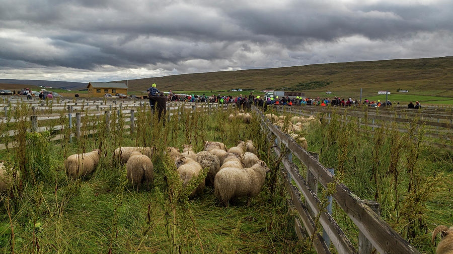 Nature Photograph - Annual Autumn Sheep Roundup And Sorting by Johnathan Ampersand Esper