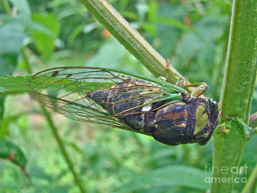Annual Cicada - Green Bug With Sticky Feet Photograph by Carol Senske