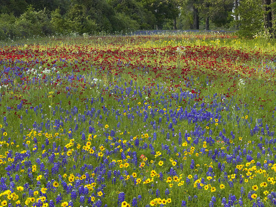 Nature Photograph - Annual Coreopsis Texas Bluebonnet by Tim Fitzharris