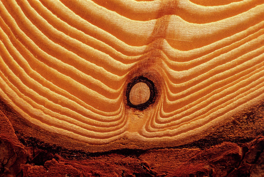 Annual Growth Rings Photograph by Andrew Ackerley/science Photo Library