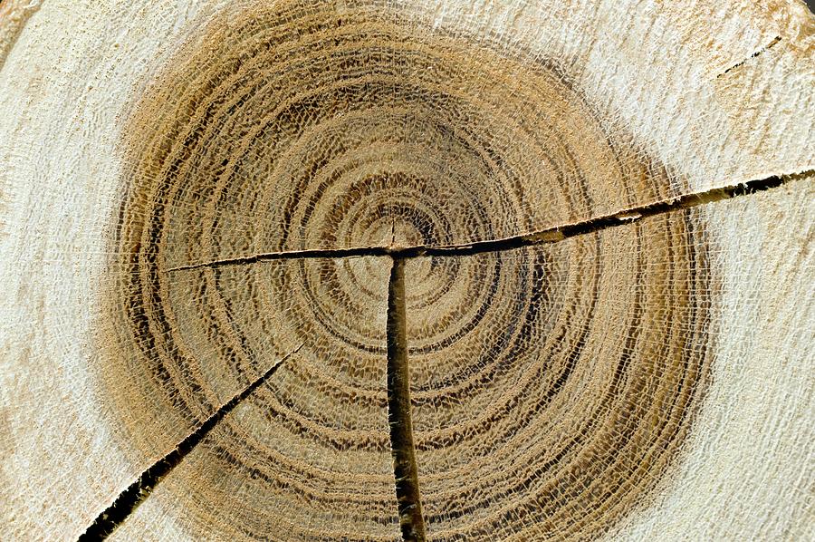 Annual Growth Rings Of Laburnum Photograph by Dr Jeremy Burgess/science Photo Library