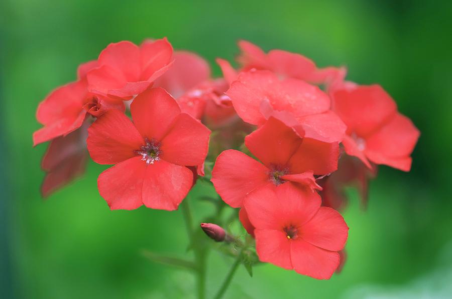 Annual Phlox (phlox Drummondii) In Flower Photograph by Maria Mosolova/science Photo Library