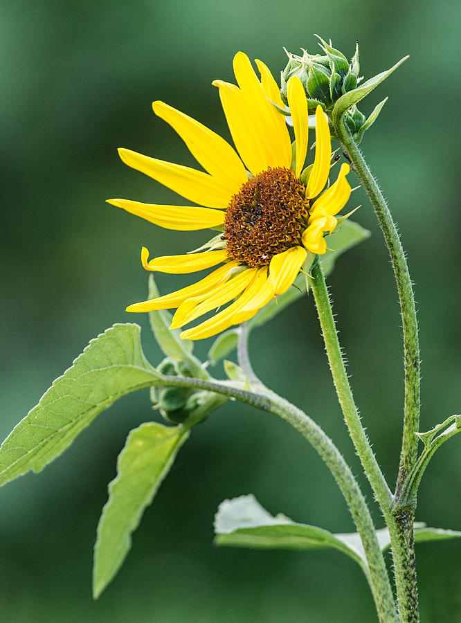 Annual Sunflower Photograph by Jim Zablotny