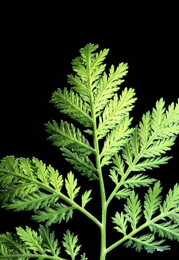Annual Wormwood (artemisia Annua) Photograph by Scott Bauer/us Department Of Agriculture/science Photo Library