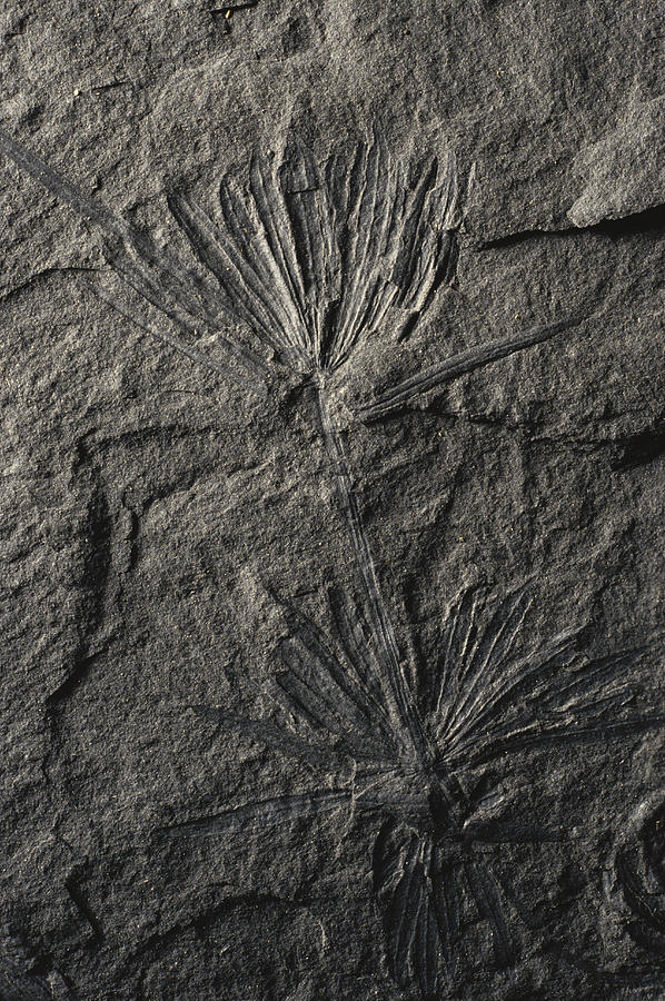 Annularia Fossil Photograph by Theodore Clutter