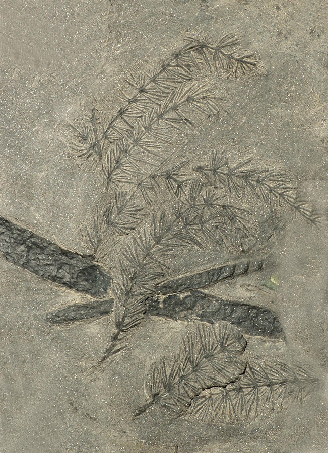 Annularia Plant Fossil Photograph by Millard H. Sharp