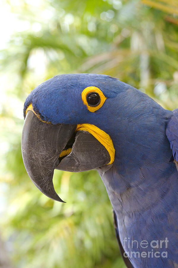 Anodorhynchus hyacinthinus - Hyacinth Macaw Photograph by Sharon Mau