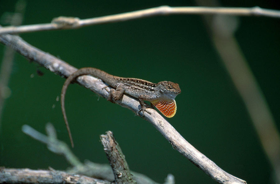 Anole Courtship Display Photograph by Paul J. Fusco