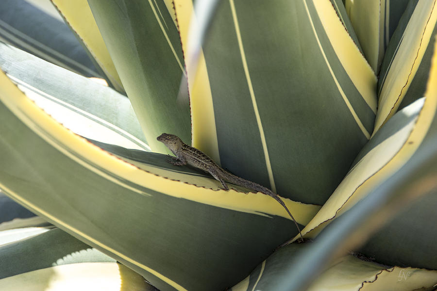 Anole in Agave Photograph by Lee Newell