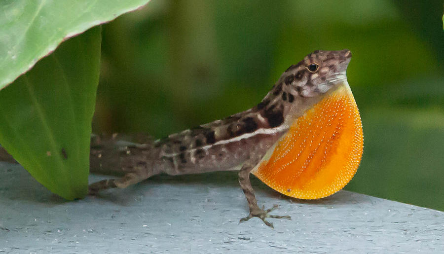 Anole in Costa Rica Photograph by Natural Focal Point Photography